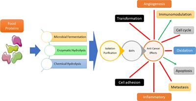 Bioactive peptides: an alternative therapeutic approach for cancer management